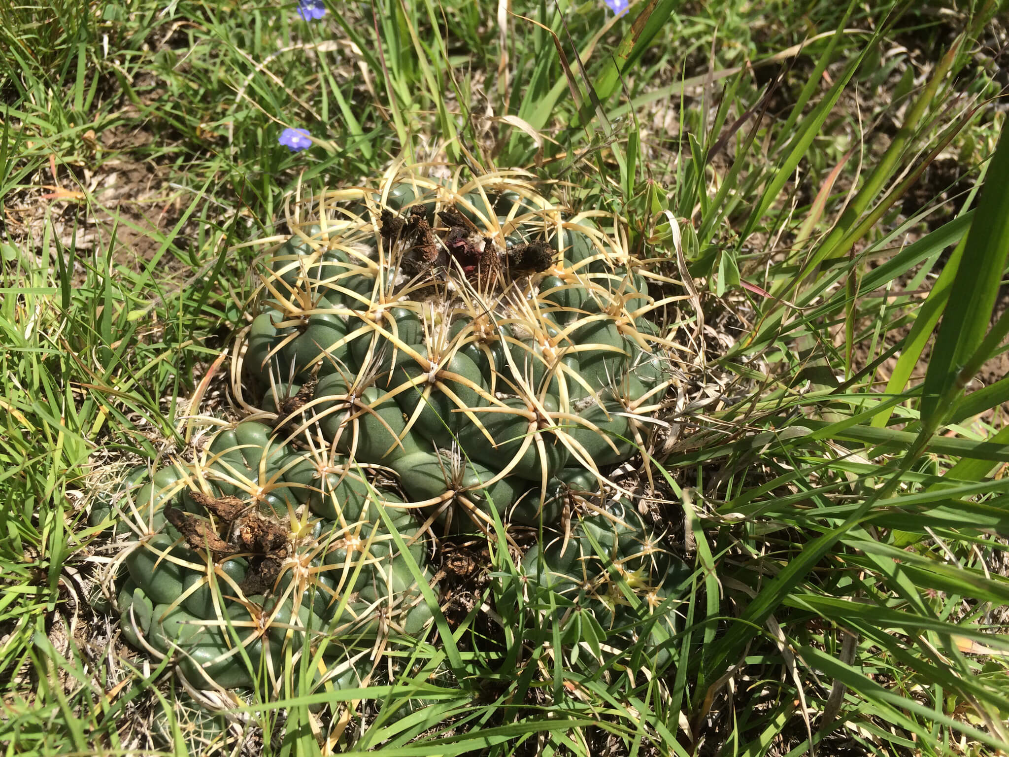 Coryphantha elephantidens